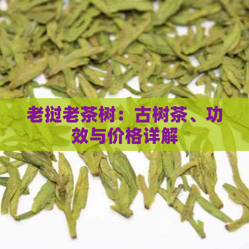 老挝老茶树：古树茶、功效与价格详解