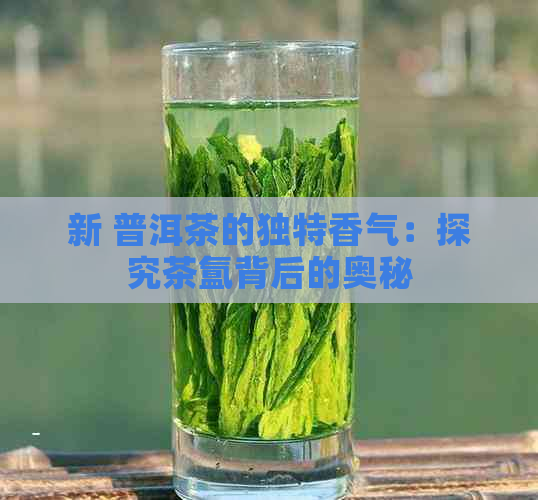 新 普洱茶的独特香气：探究茶氲背后的奥秘