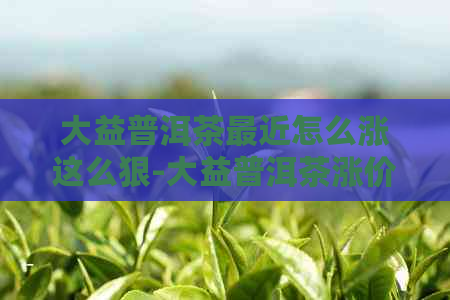 大益普洱茶最近怎么涨这么狠-大益普洱茶涨价了