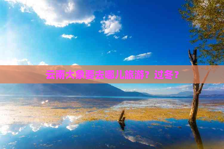 云南大象要去哪儿旅游？过冬？