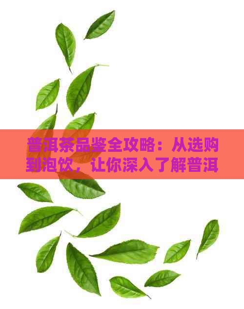 普洱茶品鉴全攻略：从选购到泡饮，让你深入了解普洱茶的魅力与品茶技巧