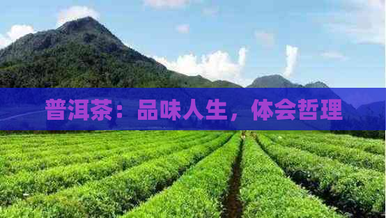 普洱茶：品味人生，体会哲理