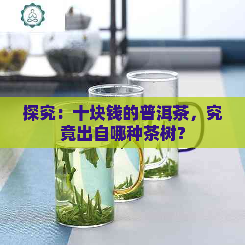 探究：十块钱的普洱茶，究竟出自哪种茶树？