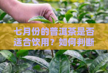 七月份的普洱茶是否适合饮用？如何判断普洱茶的新度和品质？