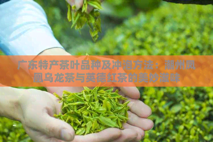 广东特产茶叶品种及冲泡方法：潮州凤凰乌龙茶与英德红茶的美妙滋味