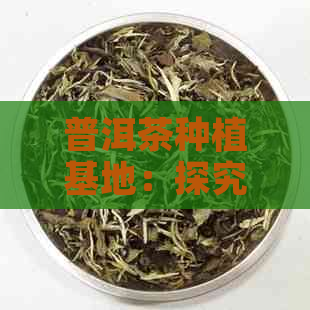 普洱茶种植基地：探究云南普洱茶的种植土地及文化背景