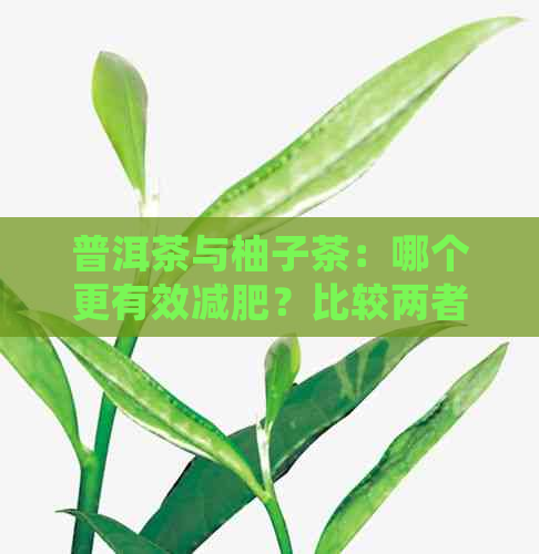 普洱茶与柚子茶：哪个更有效减肥？比较两者的减肥效果与副作用