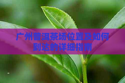 广州普洱茶场位置及如何到达的详细指南