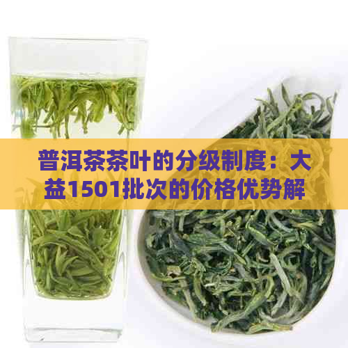 普洱茶茶叶的分级制度：大益1501批次的价格优势解析