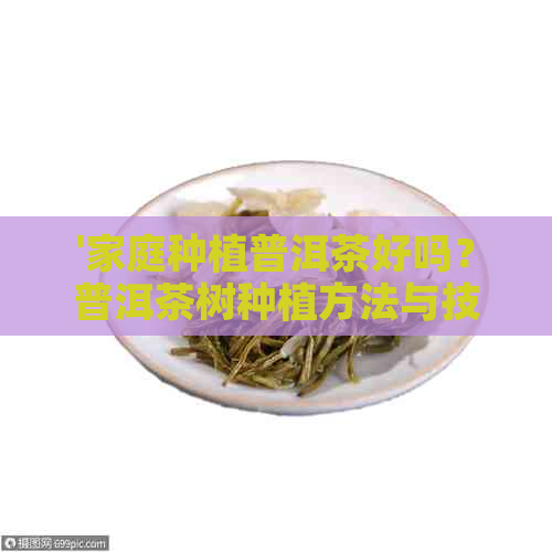 '家庭种植普洱茶好吗？普洱茶树种植方法与技巧'