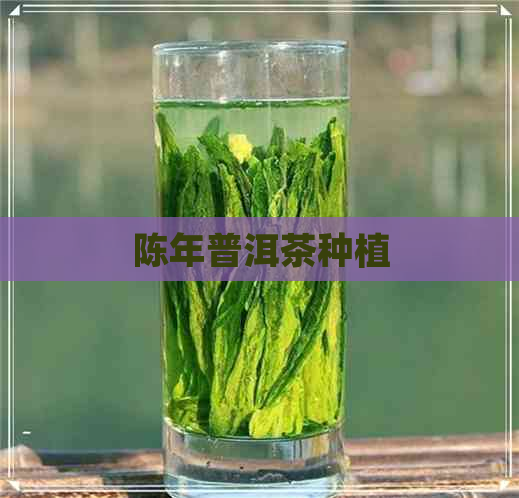 陈年普洱茶种植