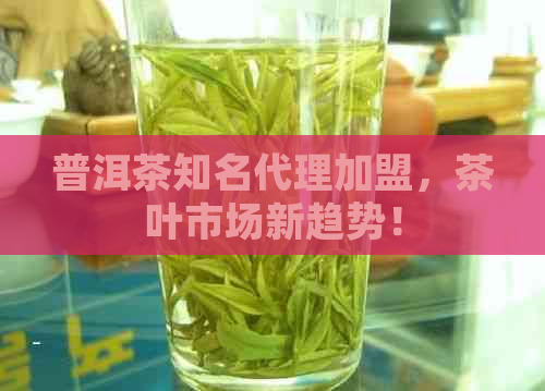 普洱茶知名代理加盟，茶叶市场新趋势！