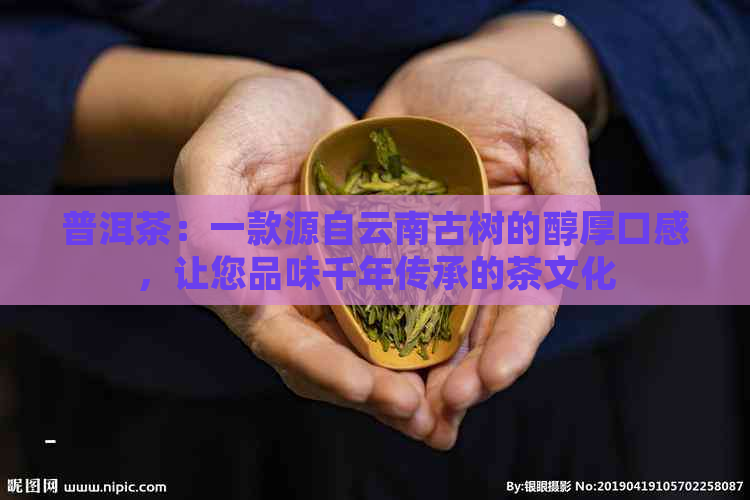 普洱茶：一款源自云南古树的醇厚口感，让您品味千年传承的茶文化